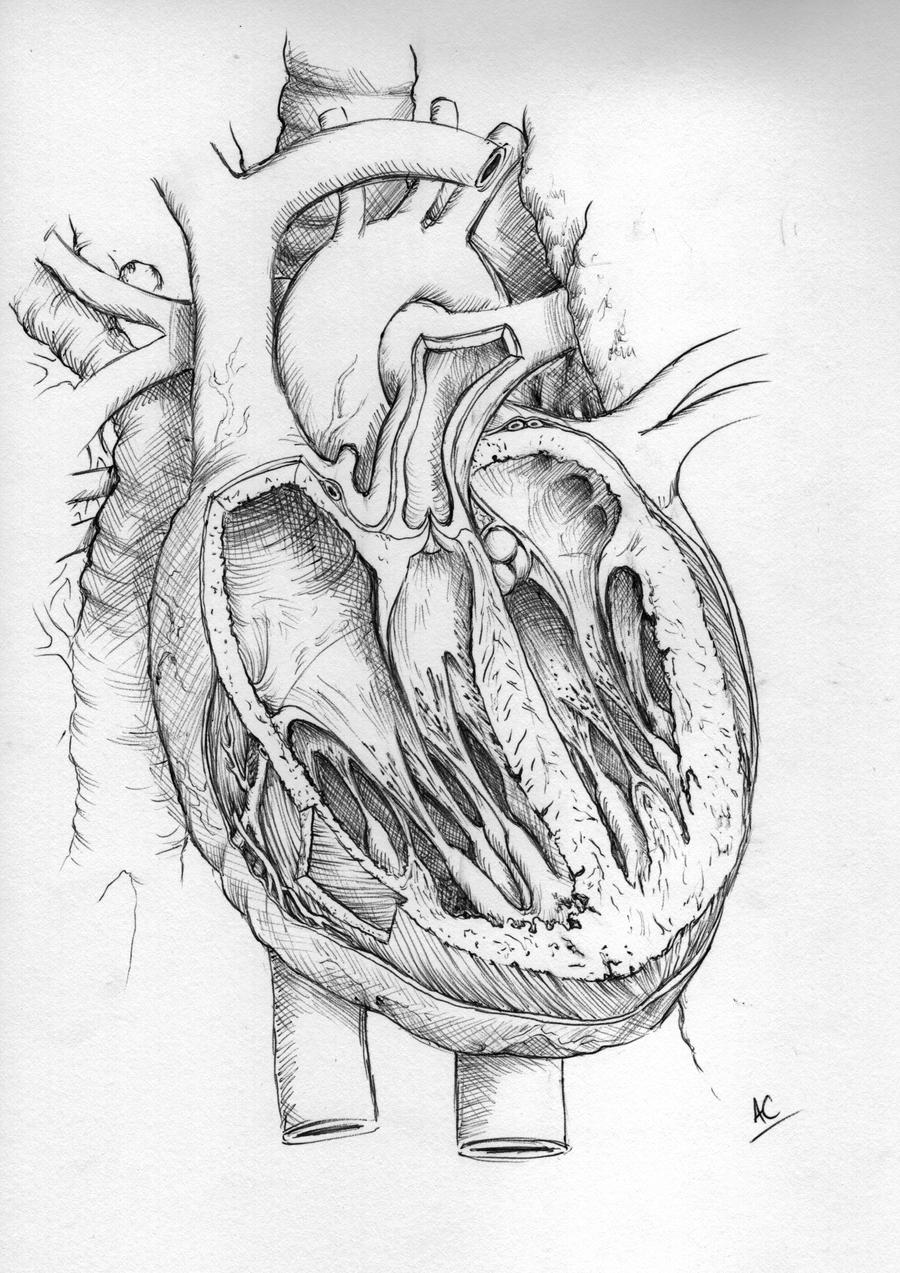 Human Heart by froggywoggy11 on DeviantArt