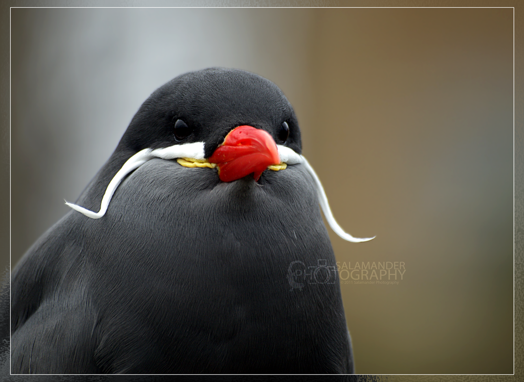 Male Inca Tern by Narked-Photographer