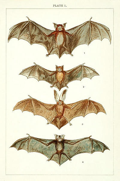 Vintage Bat 78