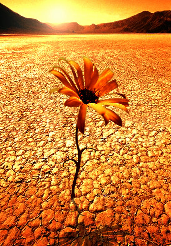 Image result for desert flower
