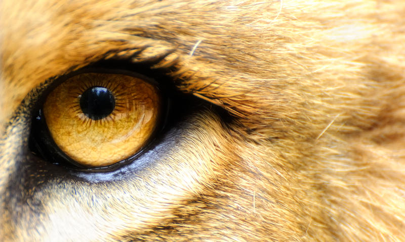 Lion's Golden Eye by Manu34 on DeviantArt